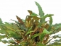 Preview: Brauner Wasserkelch - Cryptocoryne wendtii 'Braun'